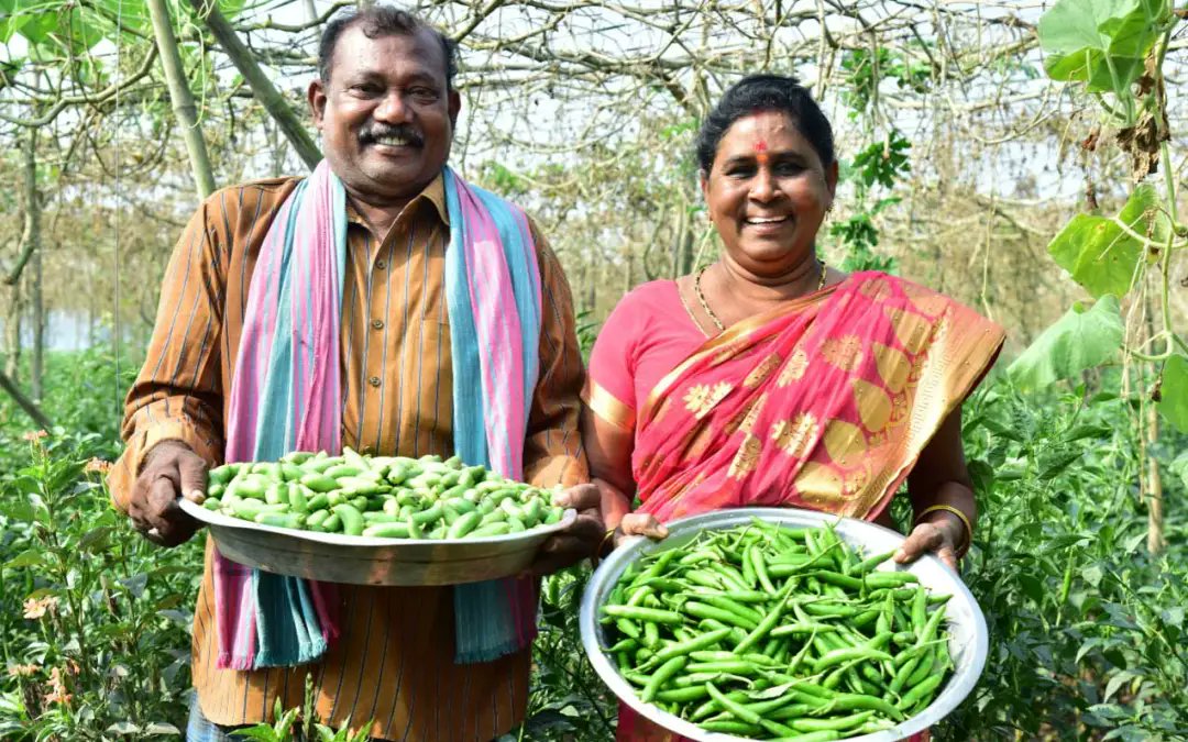 Ambition Loop (@ambition_loop) on Twitter photo India Leads Agroecology Transformation. The <a href="/APZBNF/">Andhra Pradesh Community-managed Natural Farming</a> program empowers 800,000 farmers over 200,000 hectares, boosting biodiversity, cutting input costs, and increasing incomes by 49%. 👉 Food system Call to Action: ow.ly/z0ME50Uc8EE <a href="/ap_agriculture/">Commissioner of Agriculture, Andhra Pradesh</a> <a href="/futureoffoodorg/">Global Alliance for the Future of Food</a> India Leads Agroecology Transformation. The <a href="/APZBNF/">Andhra Pradesh Community-managed Natural Farming</a> program empowers 800,000 farmers over 200,000 hectares, boosting biodiversity, cutting input costs, and increasing incomes by 49%. 👉 Food system Call to Action: ow.ly/z0ME50Uc8EE <a href="/ap_agriculture/">Commissioner of Agriculture, Andhra Pradesh</a> <a href="/futureoffoodorg/">Global Alliance for the Future of Food</a>