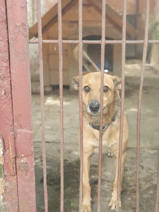 To fajny,ciepły,stabilny psiak,który bardzo potrzebuje prawdziwego domu na resztę swoich dni.Largo jest zaszczepiony, zaczipowany i wykastrowany.