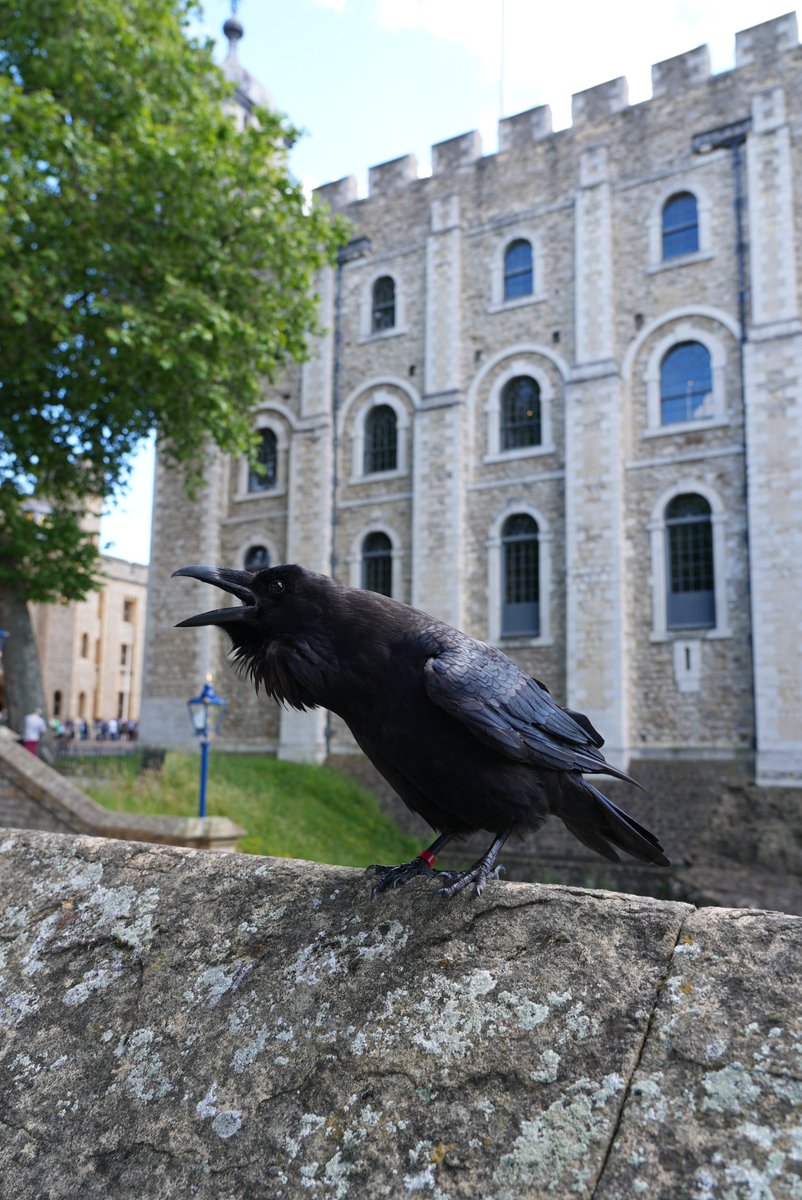 Two rules for the Tower of London ravens:
❌ No nipping the public
🥪 No stealing sandwiches

<a href="/paddingtonbear/">Paddington</a> better keep his marmalade sandwiches hidden on any visits to the Tower! 🐻 #InsideTheTower