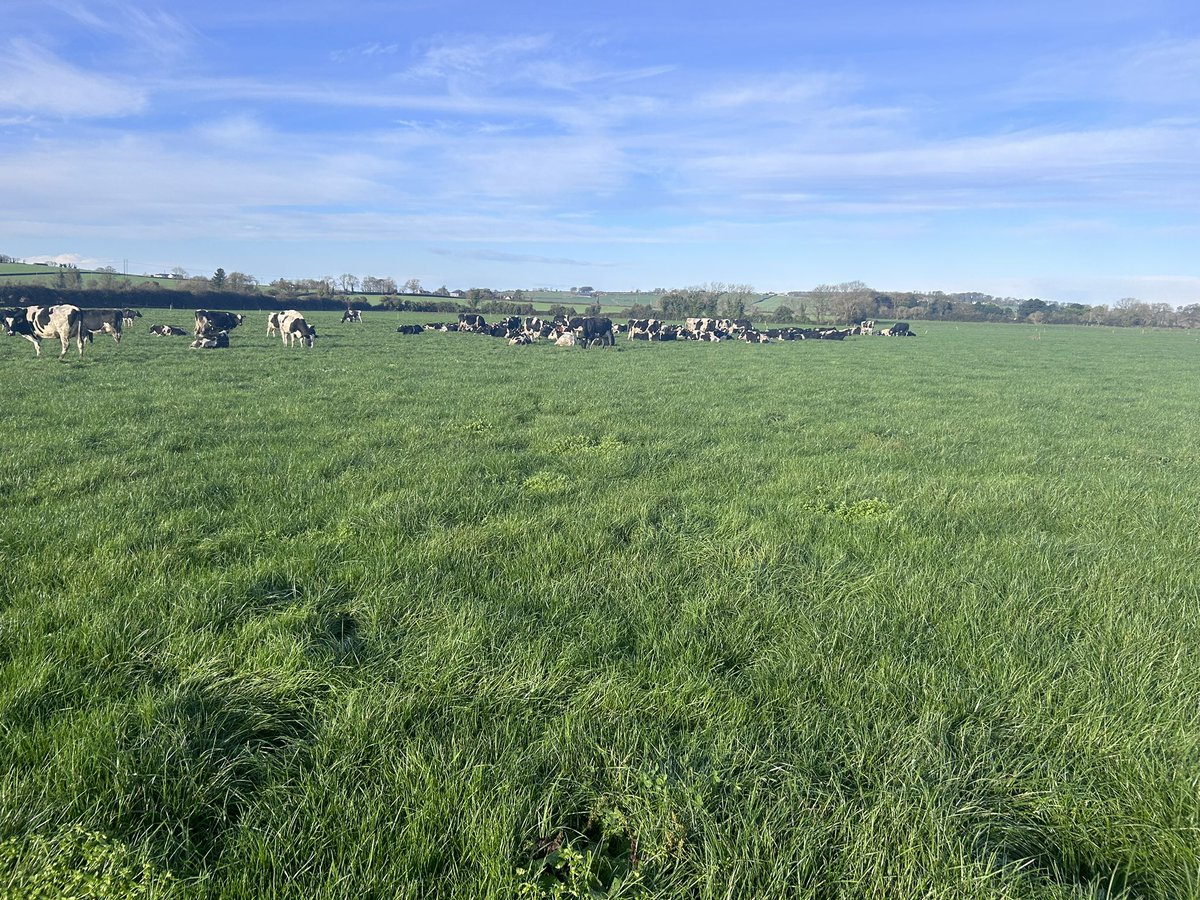 Only 3 days left at grass for 24- time to house the autumn ladies doing 36litre avg- spring calvers still avg 18- no cows dried yet- whole herd doing 4.99 fat 4.11 protein