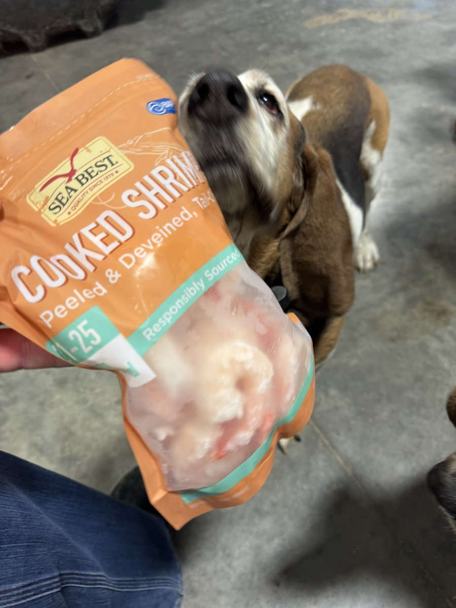 Cornyfarmer's tweet photo. Scout Hounds suggested an upgrade from dog bones to cooked shrimp when they heard the new biological Chitosan added to @MerschmanSeeds seed treatment is derived from shrimp heads. Hounds say check out this exciting additive then get your soybeans ordered! https://t.co/B1vtw8dvxu