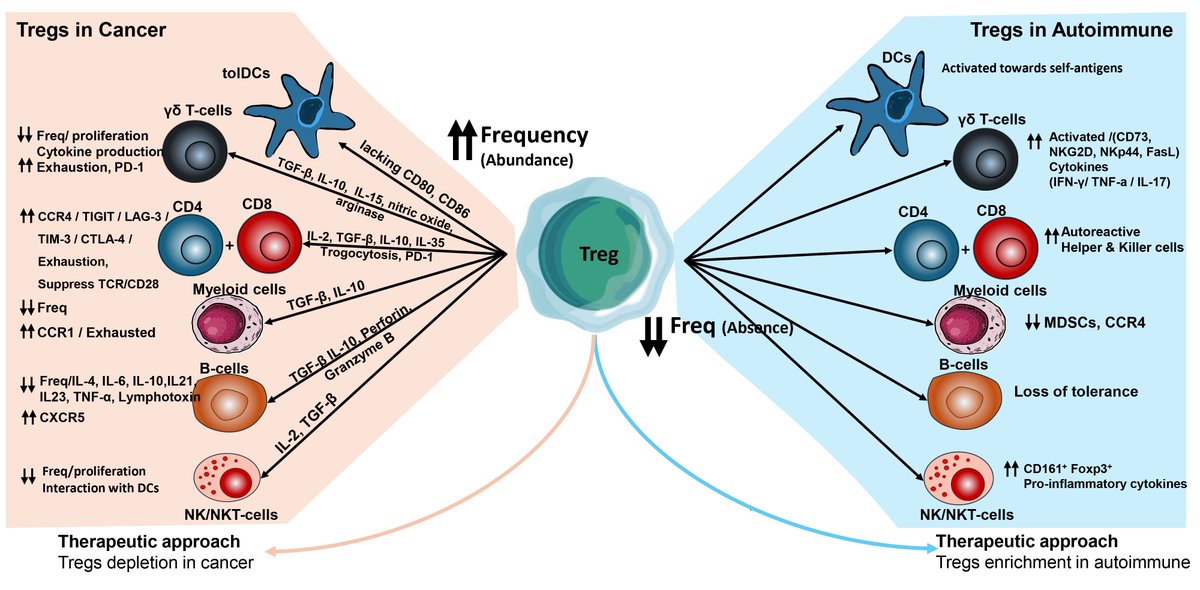 KateLiu08703628's tweet photo. 📢 @Landmark_IMR #Review 🌟Regulatory T-cells: The Face-off of the Immune Balance
🏷️Mahmoud Singer et al. University of California Irvine, USA
➡️ https://t.co/h7xZghhZHO
#Tregs #immune #Foxp3 #nTreg #iTreg #tTreg #pTreg https://t.co/iMtlt9kjok