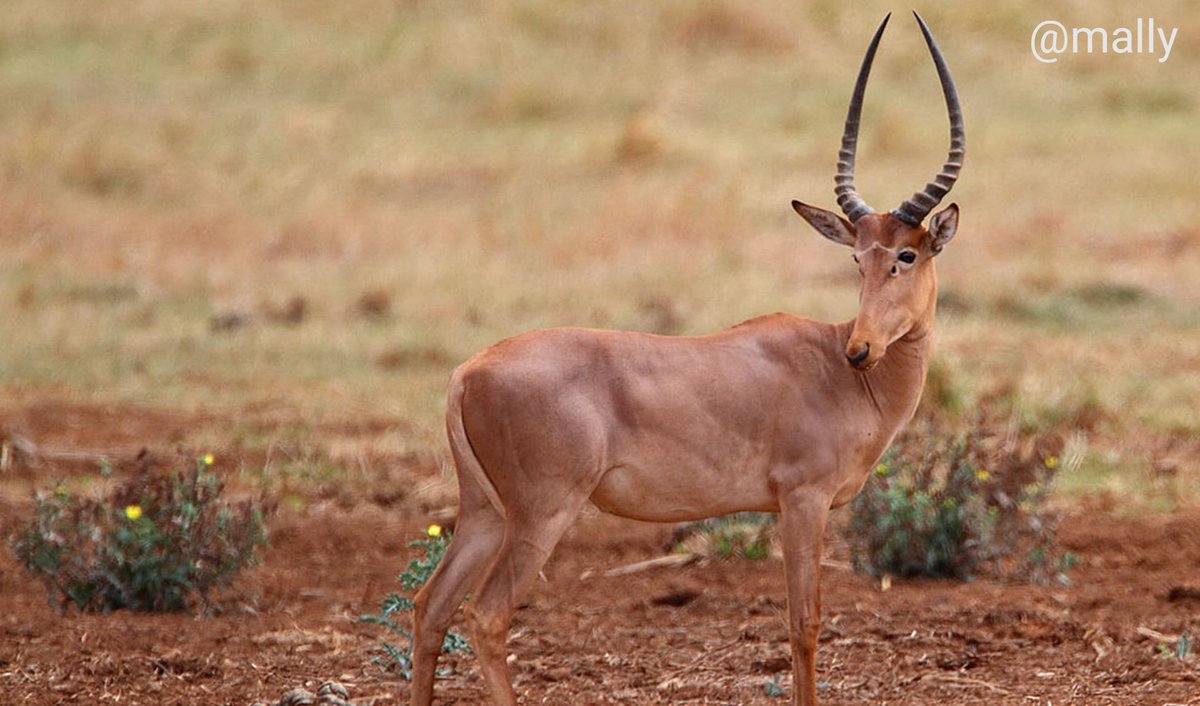 mmally653's tweet image. Hirola have large, dark sub-orbital glands used for marking their territories and give them the name "four-eyed antelope". They have white spectacles around their eyes and an inverted white chevron running between the eyes. @mmally653  #animal #AnimalsLover #funfac