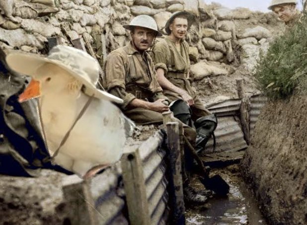 WE HERE IN THE TRENCHES 🪿 $GWIF