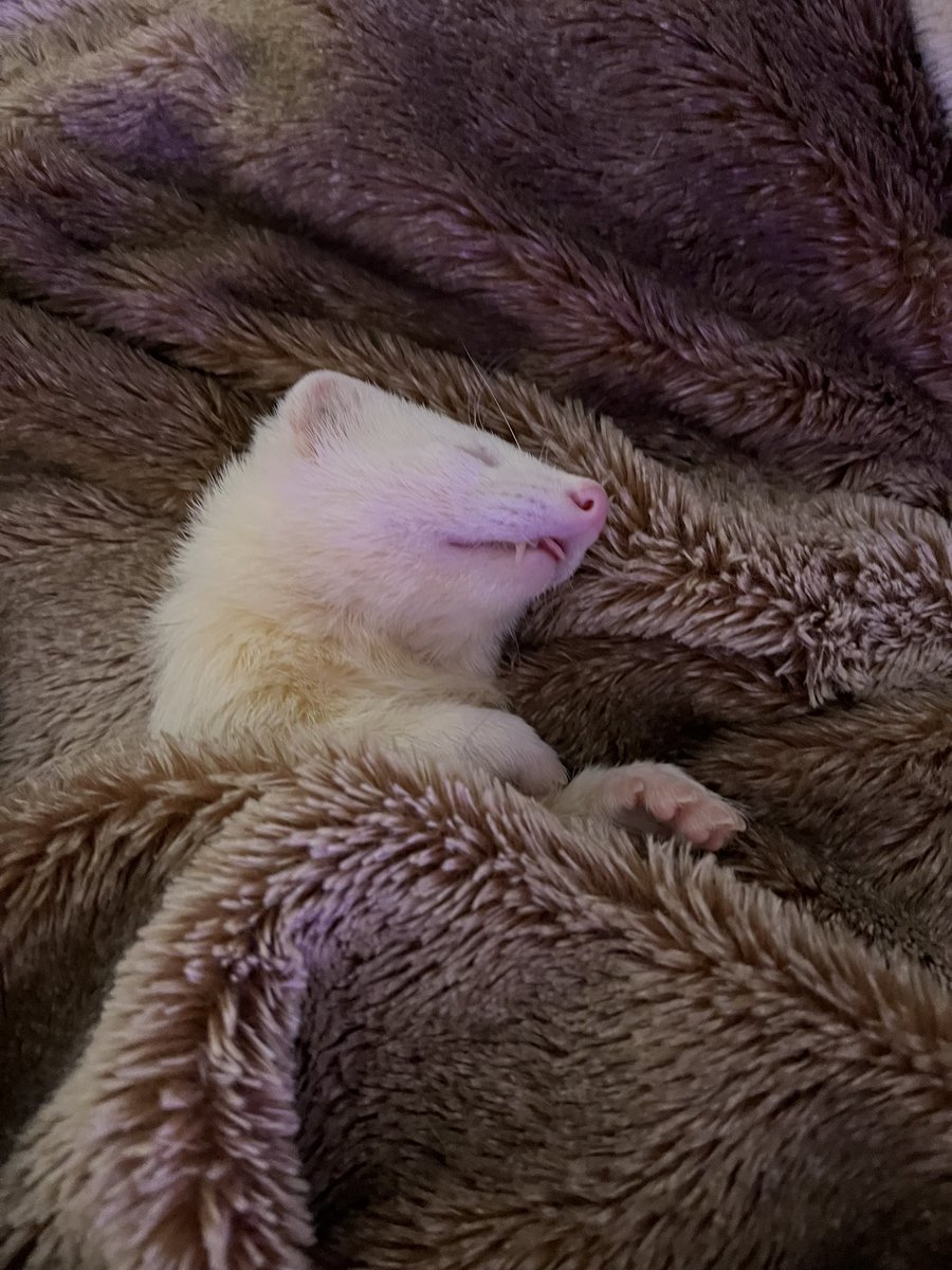 FerretPerHour's tweet image. 