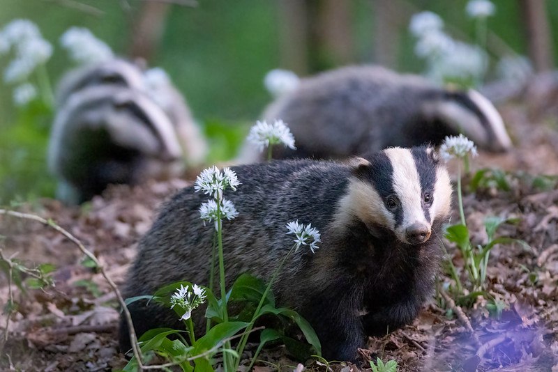 HourlyBadgers's tweet image. [🔗](api.tinyfox.dev/hourly/badger/…)