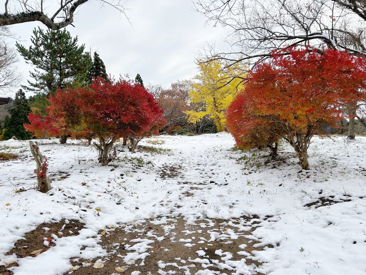 Noshiro_bunka's tweet photo. 先日の降雪後にこのような景色を見ることができました。
雪と紅葉のコラボレーションです。

キレイでしたので、タイミングが良ければご来跡の際に見ることができるかもしれません。（11/20撮影）

#秋田県　#能代市　#檜山城跡　＃雪の檜山城跡 https://t.co/mh108A3WgH