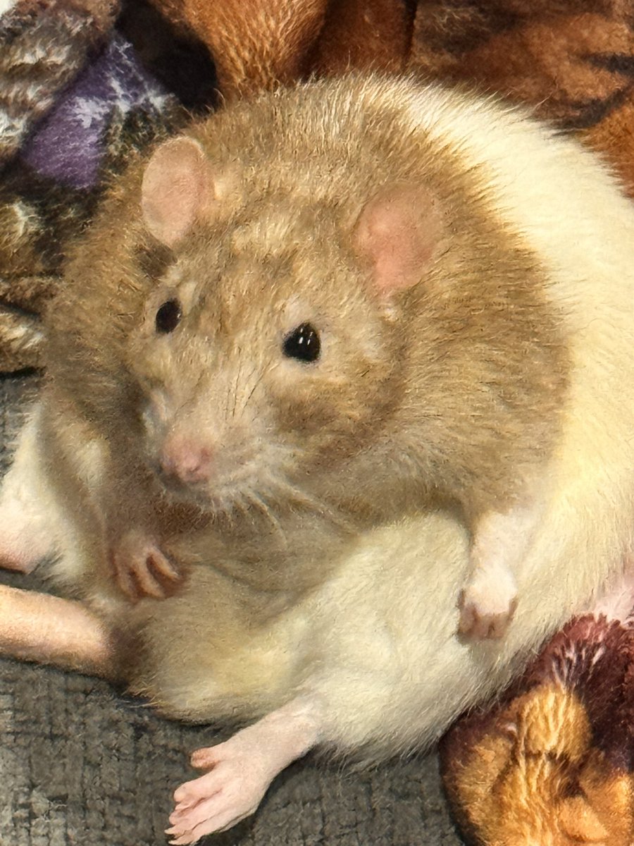 RatsPicnic's tweet photo. When you say something mean about me this is who you are really talking to https://t.co/xPDoX6JNcv
