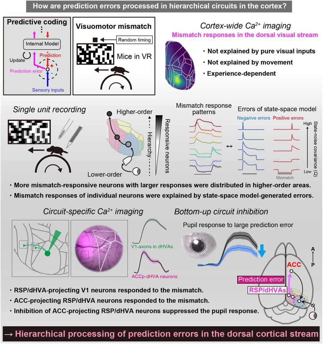 We have recently updated our preprint with dedicated additional experiments  and analyses. We believe that these efforts strengthen the conclusion of  hierarchical predictive coding in the cortex. https://t.co/4XuRqRwWJB