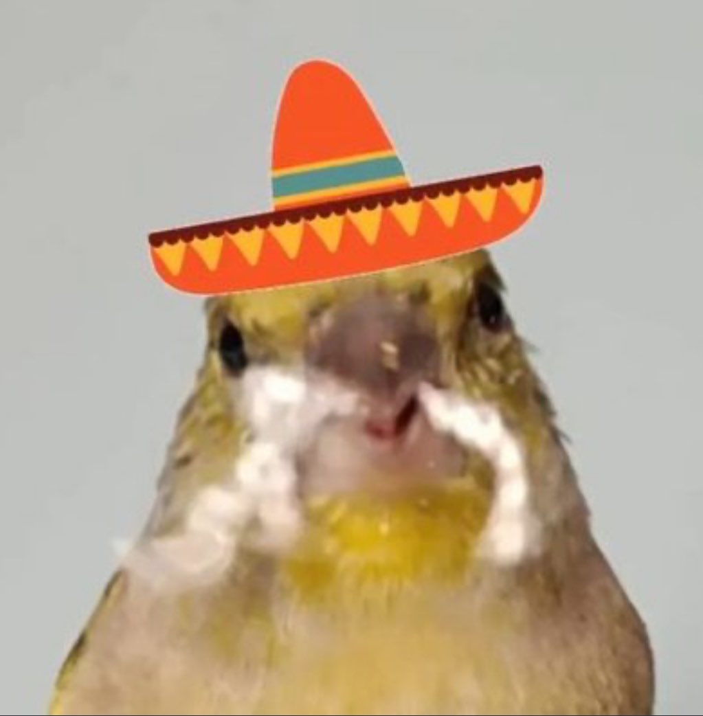 pumpthebird's tweet photo. First 1000 Solana wallets gets a guaranteed
$BIRDHAT airdrop (yes, for real)

Drop your $SOL address
❤️+🔁+ Follow

Join Tg:  https://t.co/7xvNuq6BvF

Check your wallet in 24h
#SOL #Base #polygon #Bitcoin $pepe $wif $bome #nft #mint #presale #airdrop $ACT
$PNUT $GOAT https://t.co/tERFfSAbzz