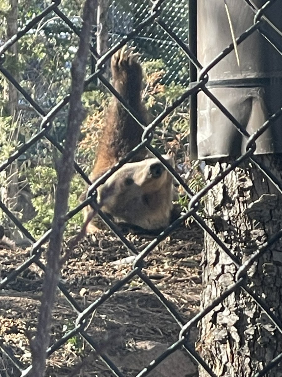 When in Rome…or Colorado Springs! Visited 7 falls, Pikes Peak via the Cog Railway, Garden of the Gods and Cheyenne Mountain Zoo!