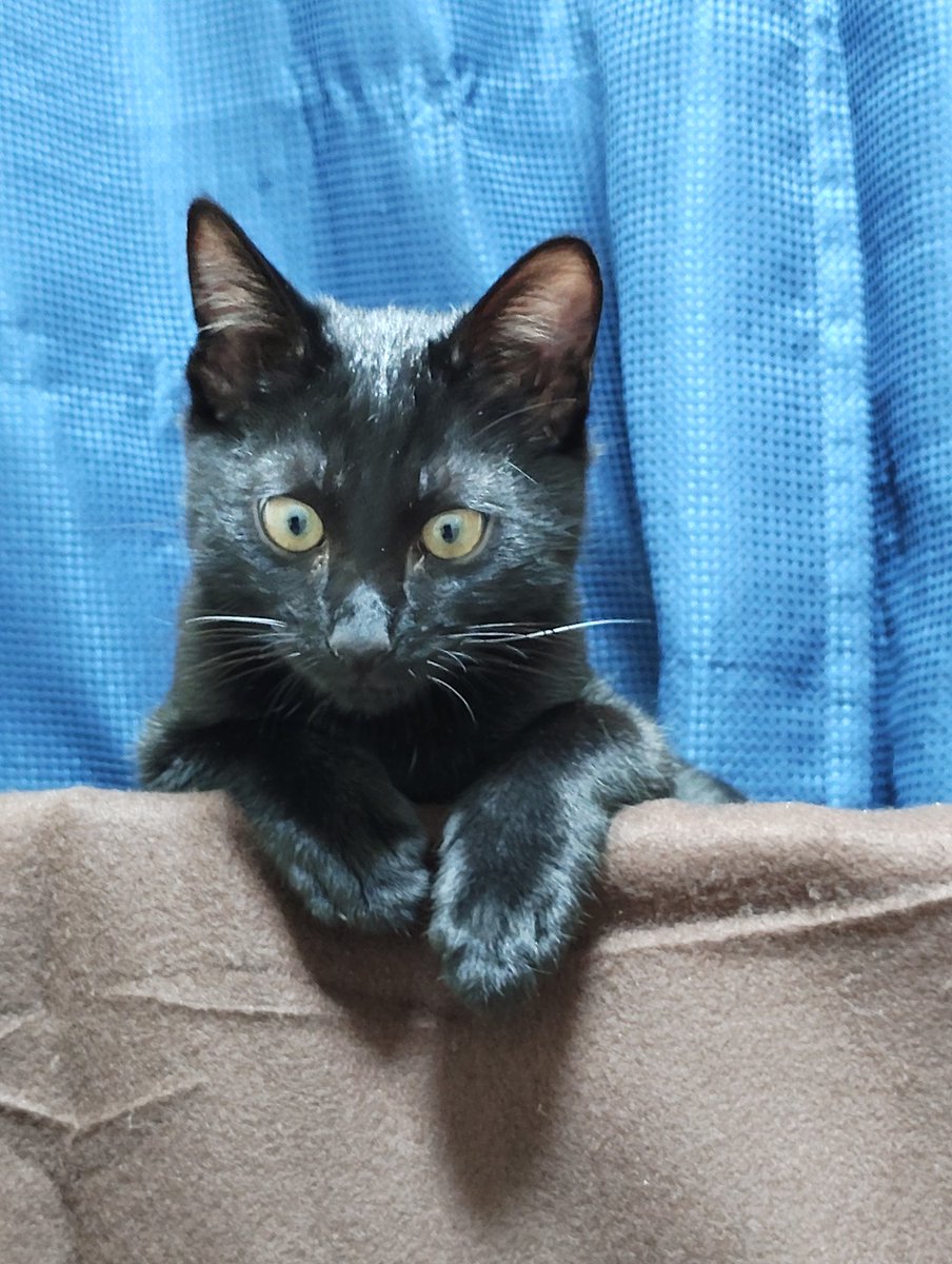 定期報告

生きてはいます

あ、猫買い始めました
あと、築古ですが家買いました