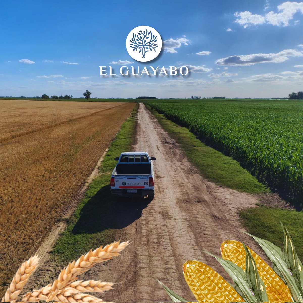 ElGuayaboSrl's tweet photo. / Producir juntos es nuestro horizonte.
📍Los Quirquinchos, Santa Fe.

#ElGuayabo 🌳 
@NKSemillas @Syngenta_ar https://t.co/bCHMatcIB9