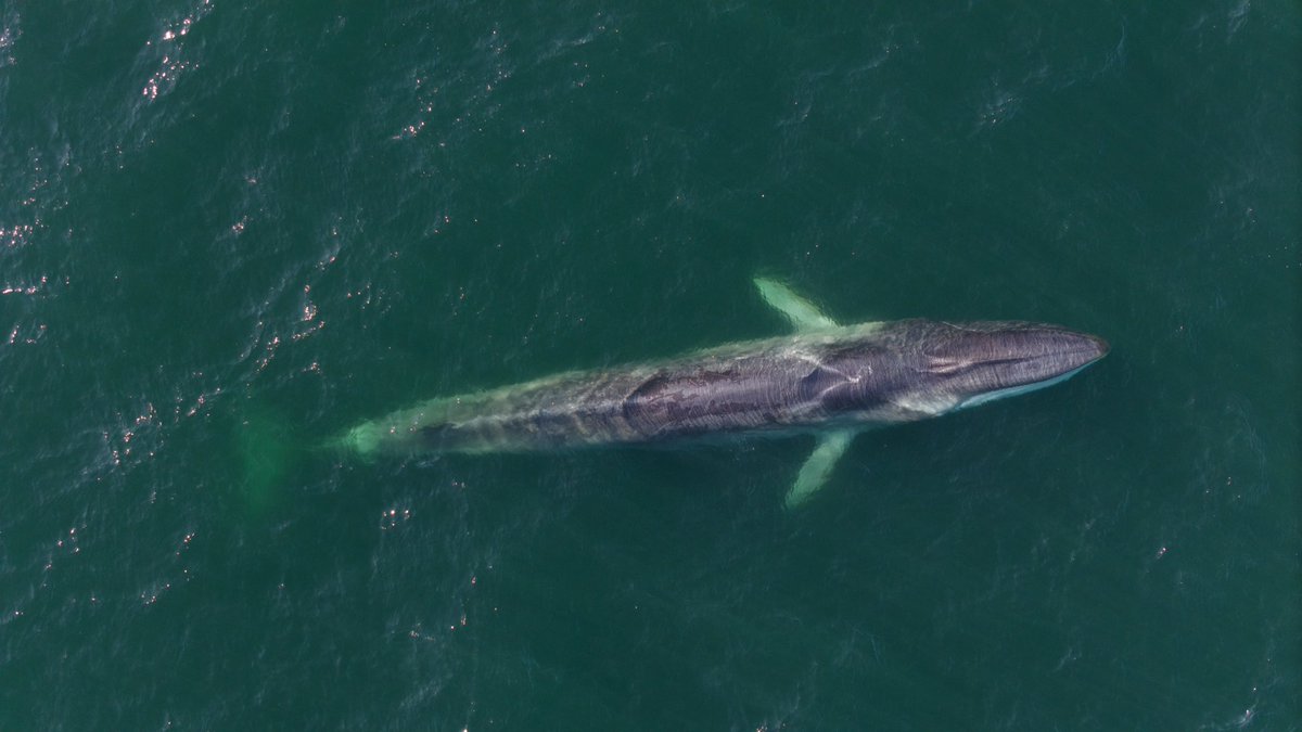 ARSANCHEZFOTO's tweet image. Ballenas por toda  #antofagasta