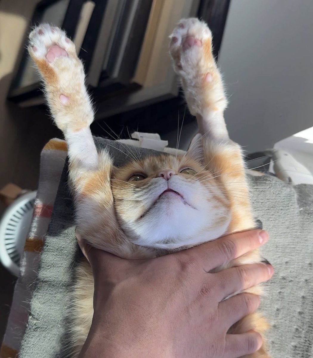 princediab1o's tweet photo. @HopiumPapi $penny

THE GINGER CAT WANTS HIGHER https://t.co/EssZqtQioA