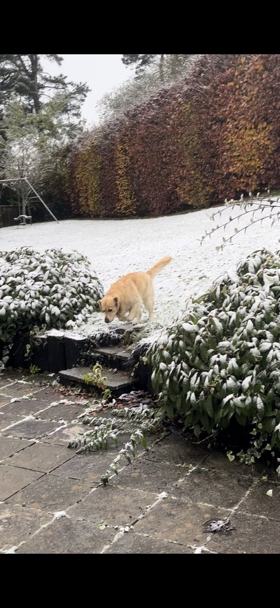 Am, er, um, this is my garden alright but what’s the white stuff? First time seeing snow