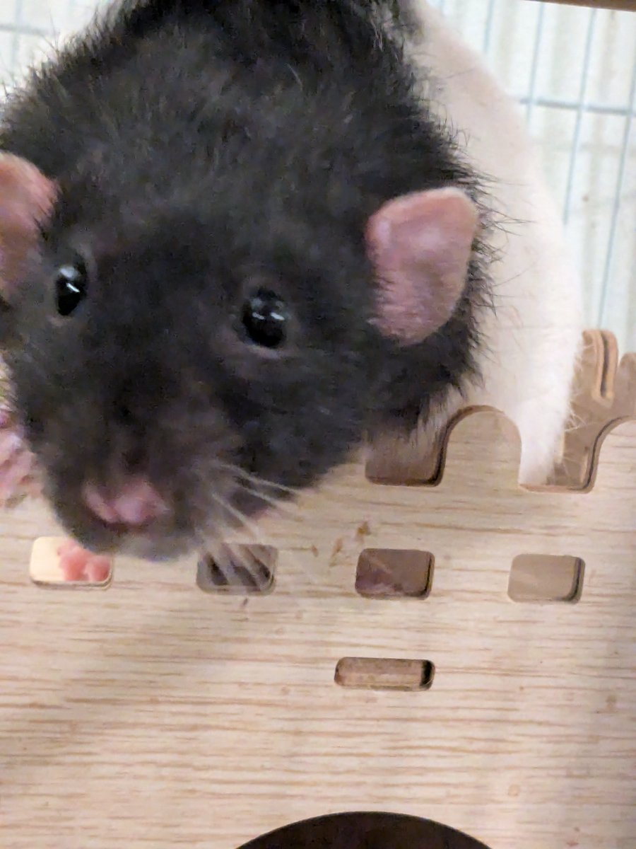 Stone Cold Steven Universe tweet media