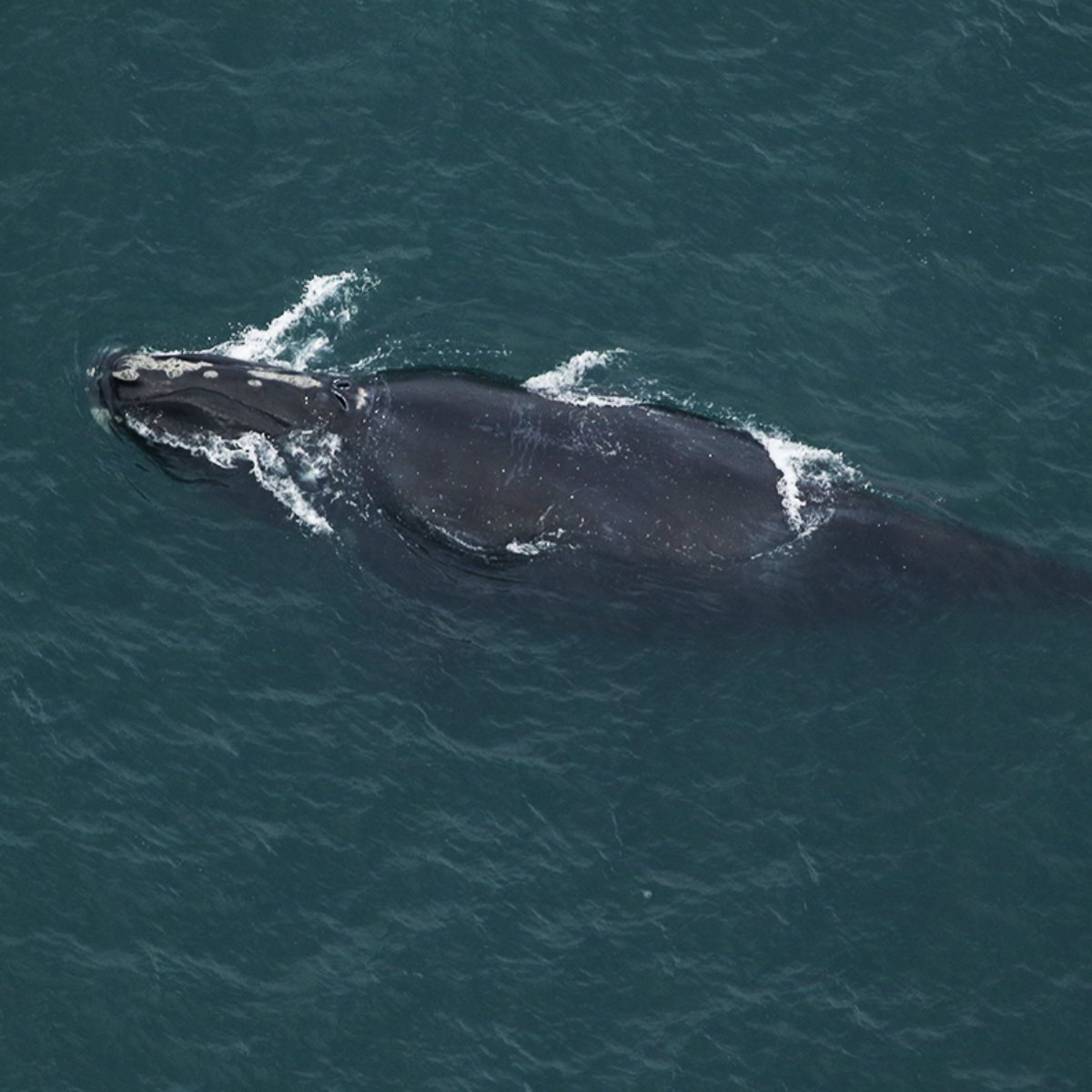 Whale-y big news! 🐋 The first North Atlantic right whale of the season was spotted by CMARI’s aerial survey team! Catalog #3540 ‘Black Heart’, a 20 year old female, was sighted approximately 2.3nm east of High Hills, part of Cape Lookout National Seashore, NC on November 20.