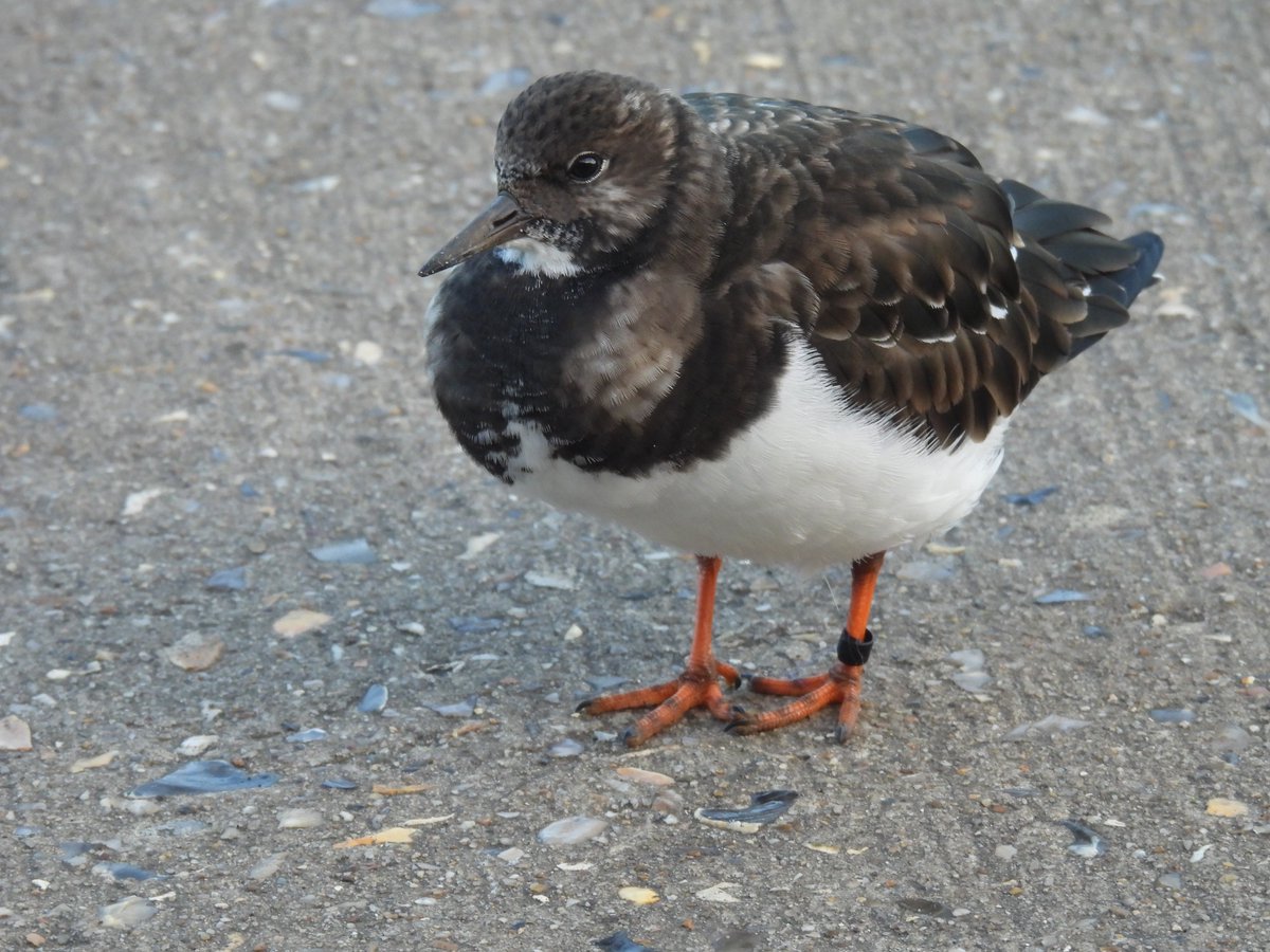 First glimpse I've had of Turnstone JAC (ringed Sheringham 15.2.23) this autumn. 41 Turnstones seen this morning <a href="/NENBC_Info/">NENBC</a>