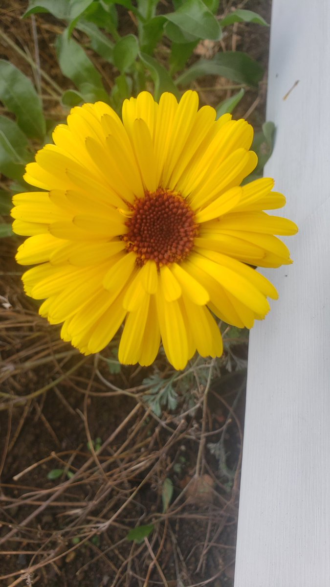 dekebridges's tweet photo. Still blooming... 
Beautiful, with more buds opening.

#flowers #fall #photography #BeautifulPress https://t.co/fBGpZEaJ9Z