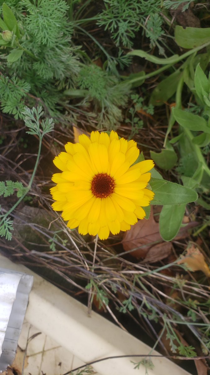 dekebridges's tweet photo. Still blooming... 
Beautiful, with more buds opening.

#flowers #fall #photography #BeautifulPress https://t.co/fBGpZEaJ9Z