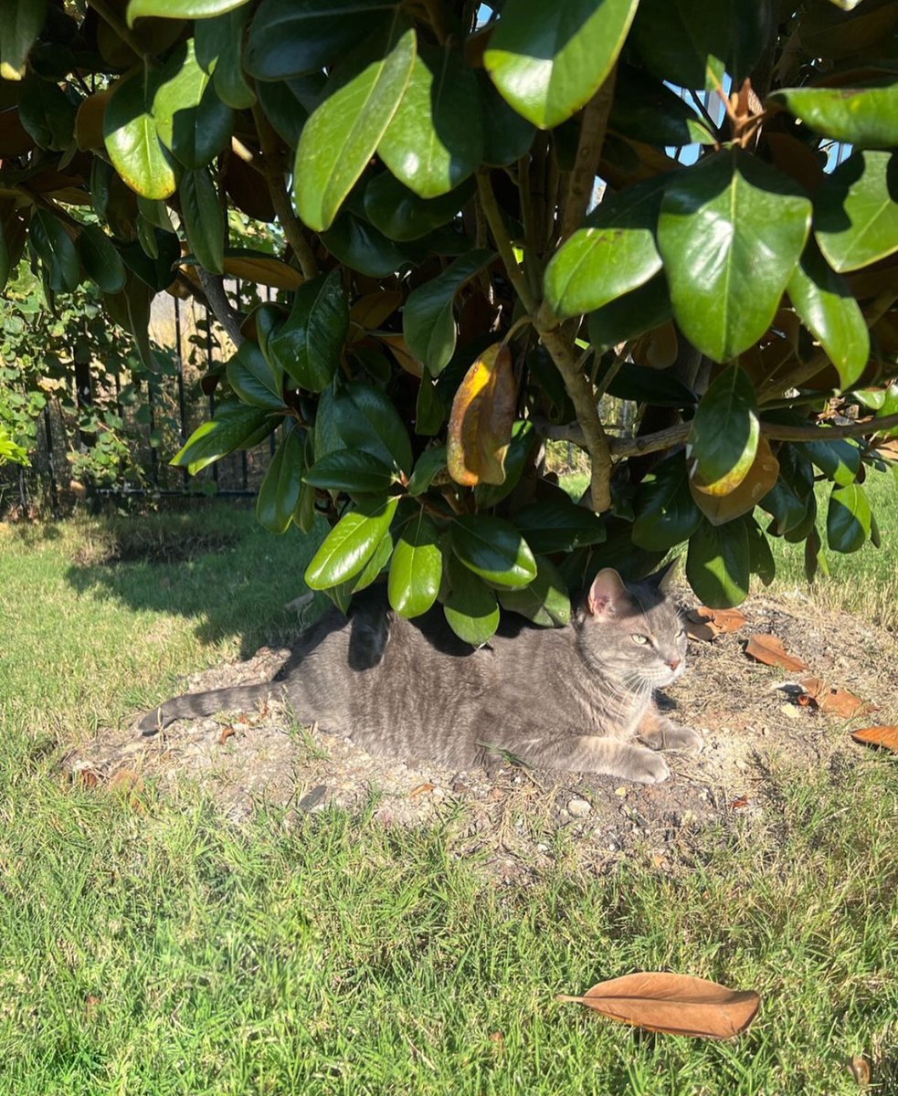 Laura Lux 🦖🪐 tweet media