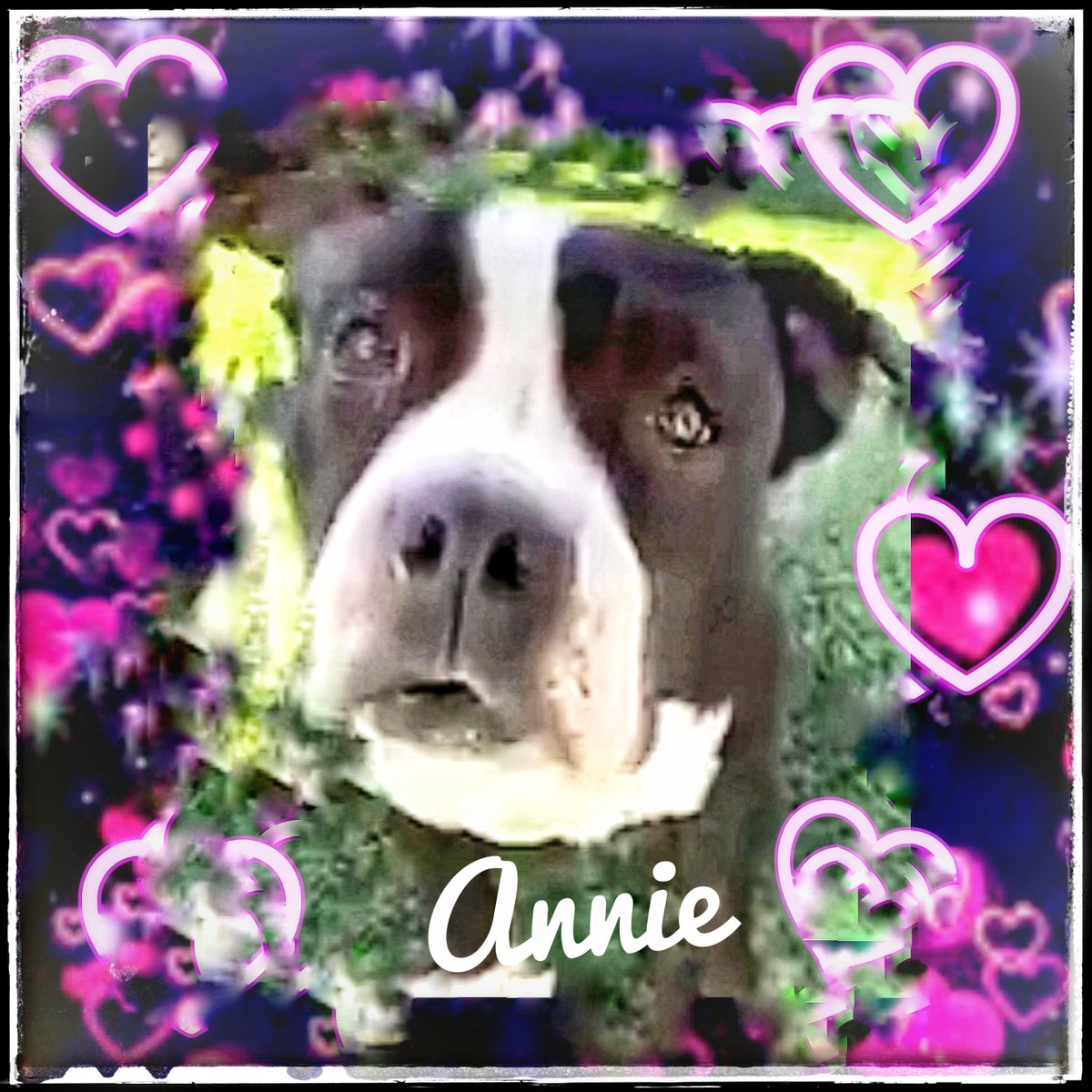 rothfarms's tweet photo. #SaveAnnie #A628089 Look at this gentle gals eyes 😫😫😫 Then watch her video. Omagosh We must SAVE her. Please see details below 👇 https://t.co/vq3d1kpYv8