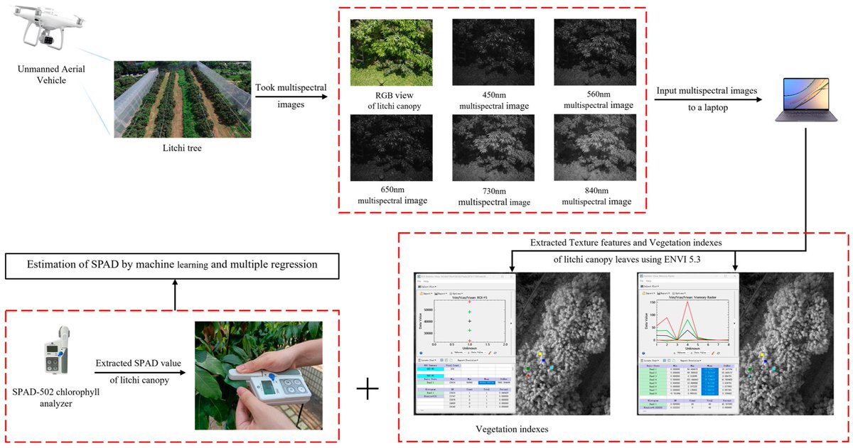 RemoteSens_MDPI's tweet image. 🌿🛩️ Estimating the #SPAD of #Litchi in the Growth Period and Autumn Shoot Period Based on #UAV Multi-Spectrum

✍️ Jiaxing Xie et al.
🔗 mdpi.com/2072-4292/15/2…