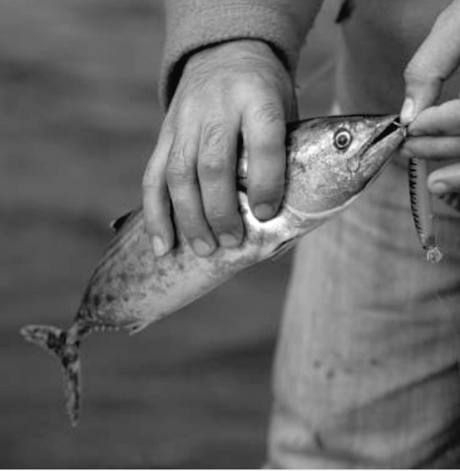 El 21 de noviembre se celebra el día mundial de la pesca, una fecha que tiene como objetivos reconocer y homenajear a las comunidades pesqueras del mundo, destacar la importancia de la pesca para la humanidad y promover una pesca sustentable en ecosistemas acuáticos saludables.