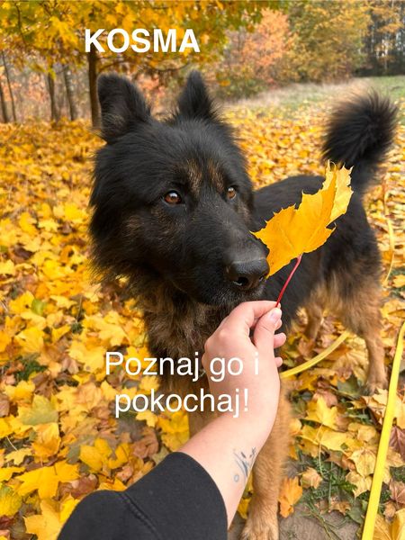 Reaguje na polecenia człowieka, jest bardzo pojętny. To młody psiak,ma dużo energii.Potrzebuje ruchu oraz pracy umysłowej.Jest przepiękny,długowłosy i pełen miłości. Ufa człowiekowi od pierwszego spotkania. Stosunek do innych🐶Jest w stanie zająć się sobą,gdy w pobliżu są inne🦮