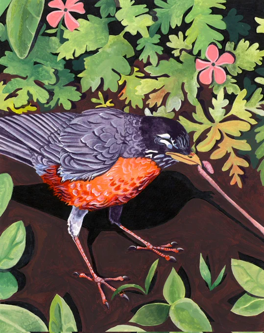 American robin! 
