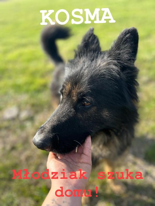 Ogólnie jest pozytywnie nastawiony. Na dom czeka w schronisku w Korabiewicach pod Warszawą. Nie możesz adoptować? Udostępnij🙏
Kontakt w sprawie  adopcji: ☎️ 519-615-975
adopcje@schronisko.info.pl