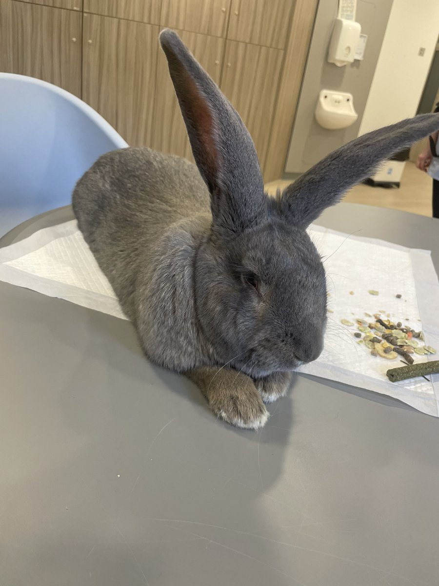 Another great day with animal therapy yesterday on Woodbank 🐰🐸🐹 Always so much fun and brings so much joy to the ward!!