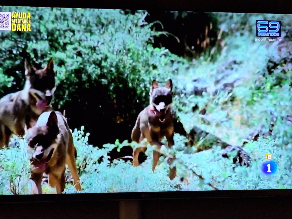 Hoy me trago los vídeos de animales a tope de  <a href="/LaRevuelta_TVE/">La Revuelta</a> !!!
Grande <a href="/davidbroncano/">David Broncano</a> !

<a href="/El_Hormiguero/">El Hormiguero</a> y Pablo Motos estaís acomplejados.  Ja,ja,ja!! 
Soys penosos.

#LaRevueltaTVE 
#Larevuelta 
#ElHormiguero da pena