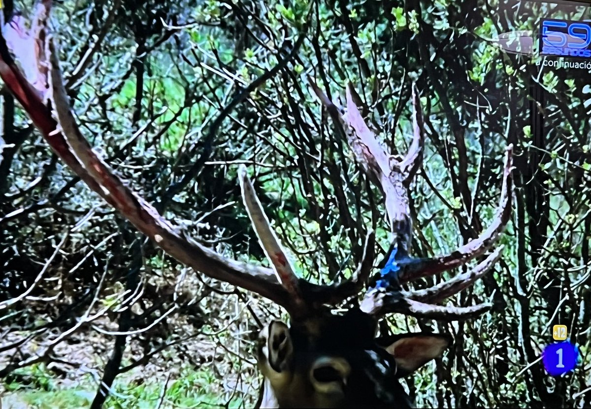 jfglozano's tweet photo. La animalada que se está marcando #LaRevuelta hoy en el día internacional de la Televisión es de las que hacen historia. Una bofetá sin mano, que se dice en Málaga. Chapó con este chapú https://t.co/fVfinaMK3H