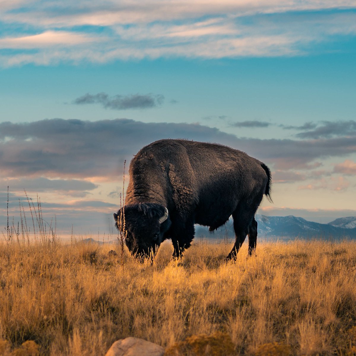 WayoftheBison's tweet photo. That view is priceless 🦬

#wayofthebison #bisonclothes #bisonfan #bison #bisonapparel https://t.co/CKAEZ3LqOK