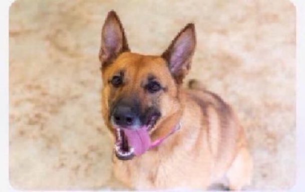 LisaClareRead2's tweet photo. Lovely Luna is on the lookout for her experienced adult only home. Please see details below on adopting her, she so deserves a home to call her own.
Thank you ππΎπ
#AdoptDontShop #k9hour #GSDX #Lanarkshire #Scotland #forgottensoulshour
https://t.co/dpfBRKZqpd
@ScottishSPCA https://t.co/0yQcVORF4I
