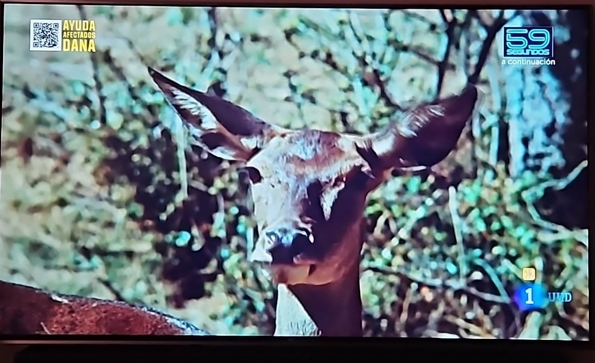 "Broncano se planta: en La Revuelta, no pudieron sacar al invitado por contrato con El Hormiguero y... ¿qué hizo? ¡Acabar 30 min antes y poner vídeos de ciervos con música épica! 🦌🎶 Si esto no es arte televisivo, ¿qué lo es?"#LaRevuelta