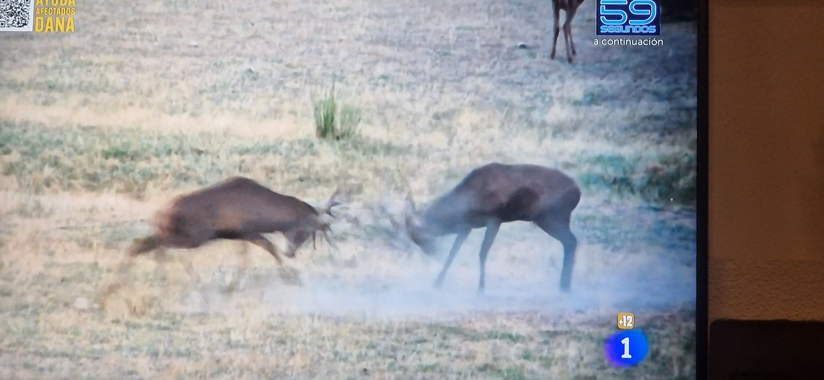 Pues hay que tener muchísima personalidad, como <a href="/davidbroncano/">David Broncano</a> para decidir poner diez minutos de imágenes de ciervos en #Cazorla para protestar por la mafia de Pablo Motos con los invitados. Por cierto muy mal <a href="/88jorgemartin/">Jorge Martín Almoguera</a> cediendo al chantaje de las hormigas.
 #LaRevuelta