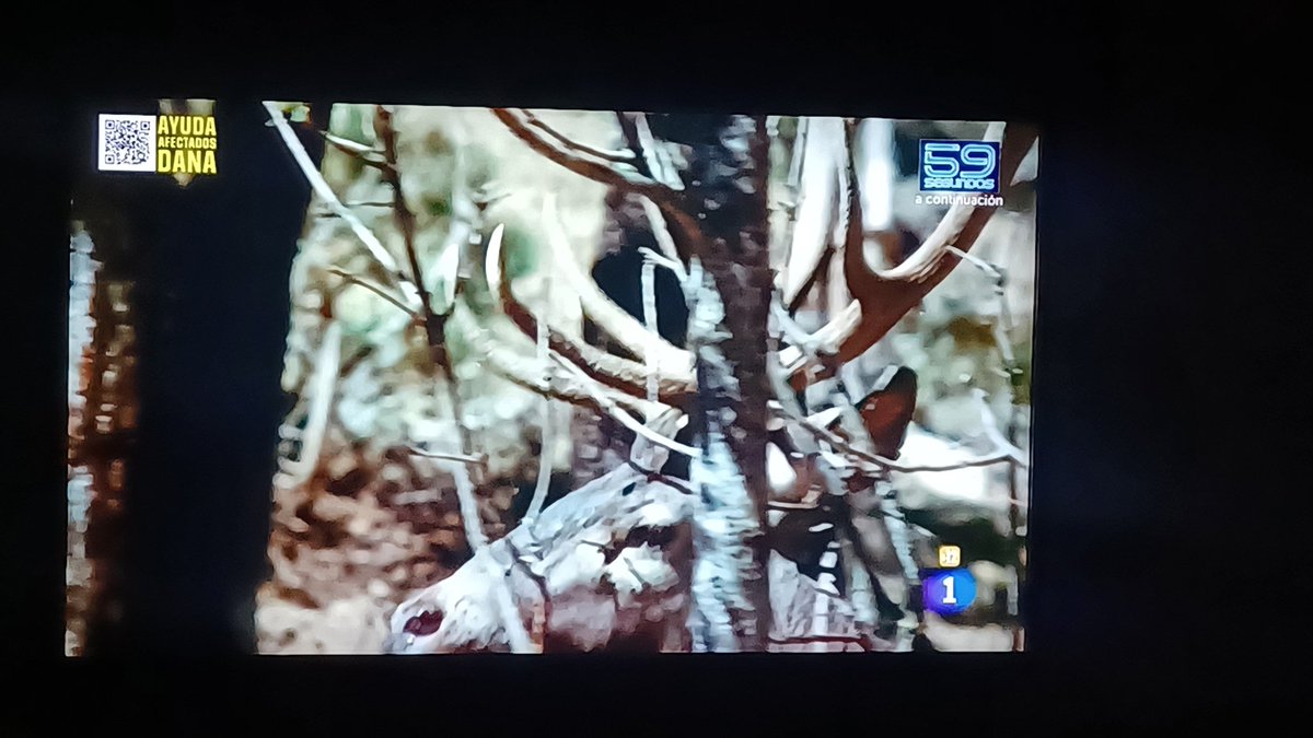kela18616's tweet photo. Pues vemos animales y escuchamos buenas canciones y, a la mierda los "aguafiestas" 🐜🐜
#LaRevuelta @La1_tve 
#televisionEspañola https://t.co/wAOY1gF60M