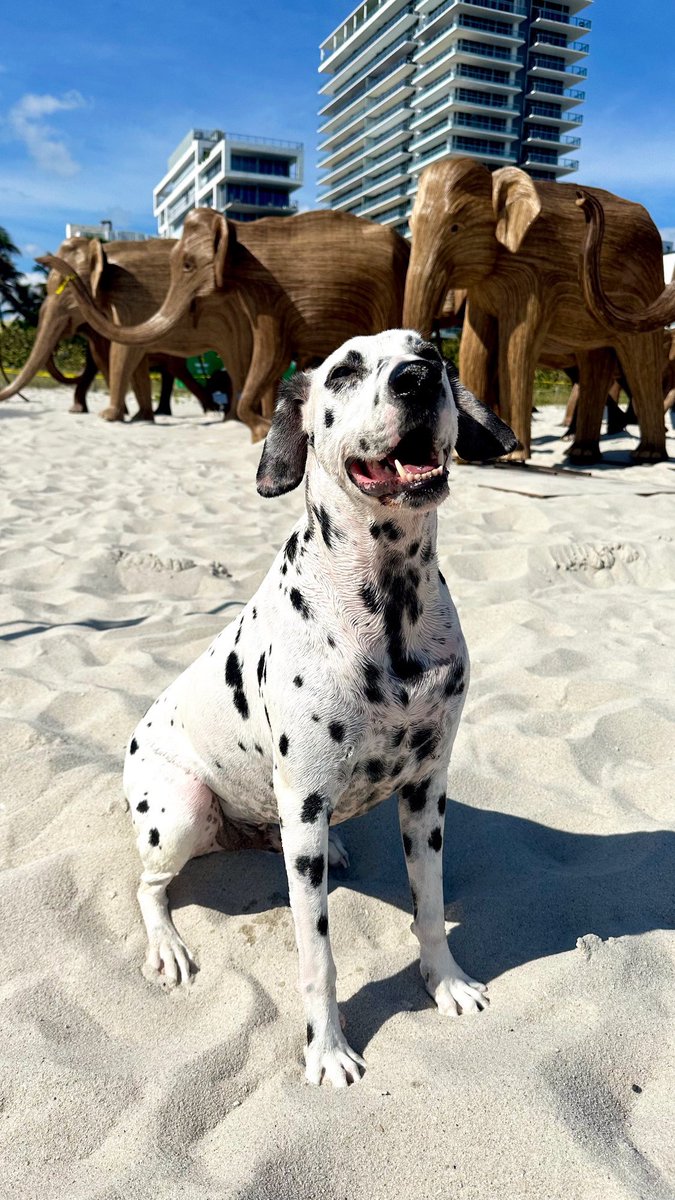 LOUISAGUIRRE's tweet image. The Great Elephant Migration has arrived to Miami Beach just in time for #ArtWeek. Go take your selfie but spread the message of conservation. A recent report by the @WWF just revealed that the planet has suffered a 73% loss of wildlife population in the last 50 years!