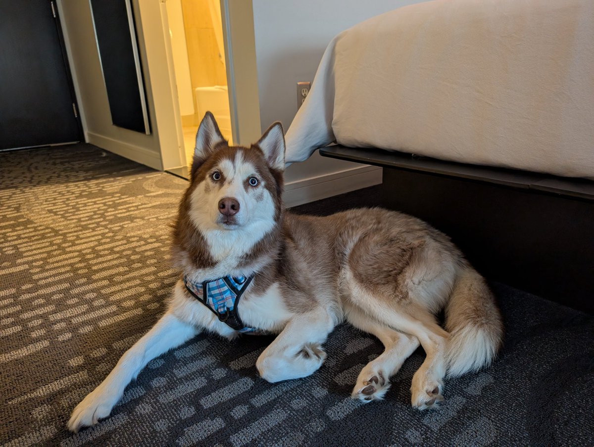 Made it to the hotel! It's Goober's first time so he's been super curious about everything! X3