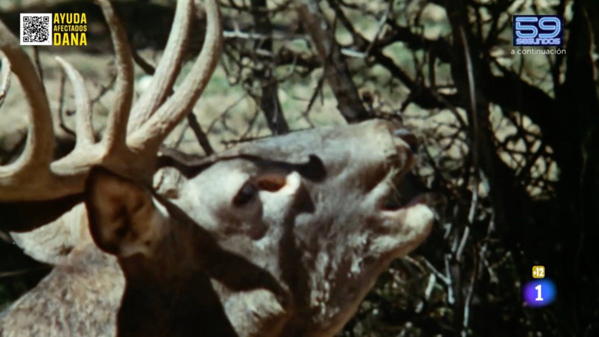 Historia de la televisión. No voy a poder dormir esperando el dato de audiencia de los ciervos y las hormigas.