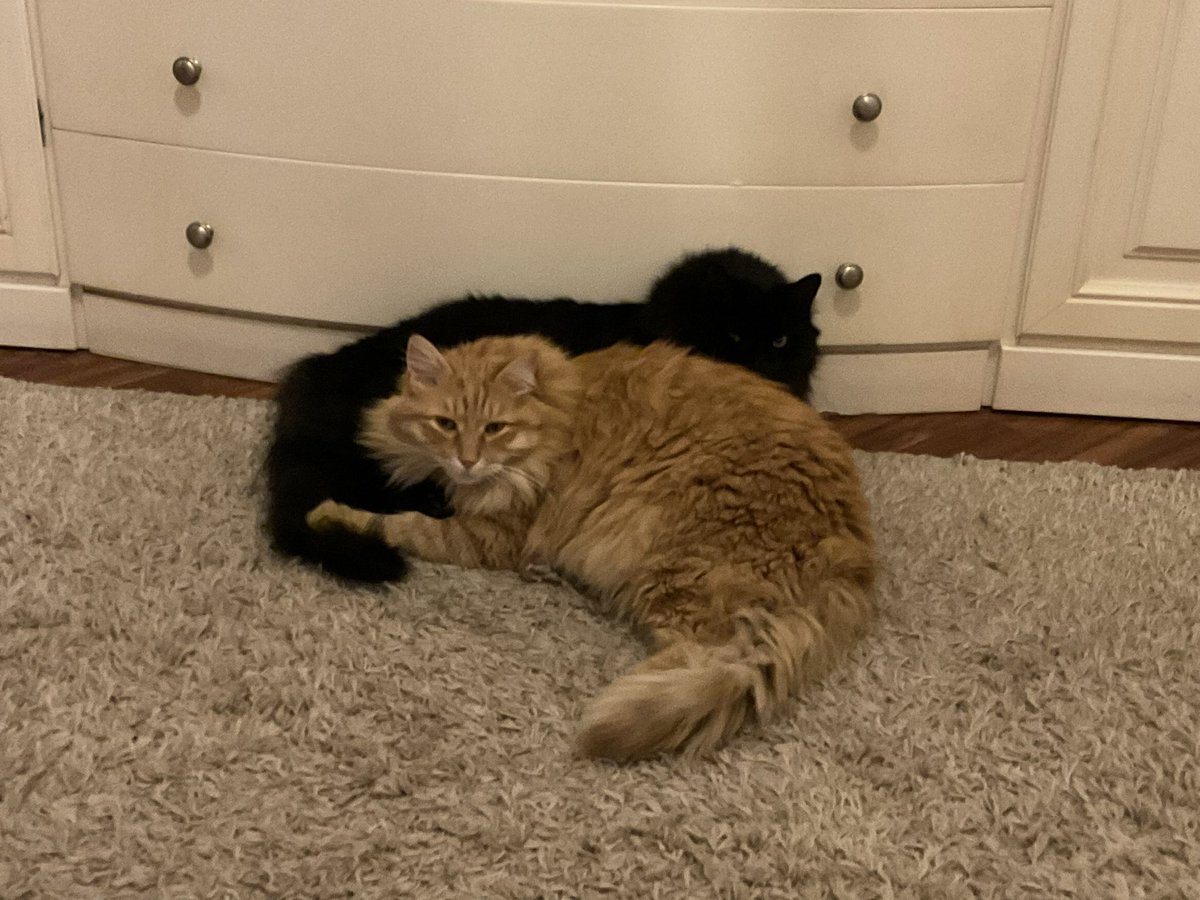 max888ant's tweet photo. #buonanotte 😻 https://t.co/mxnPdbbzN9