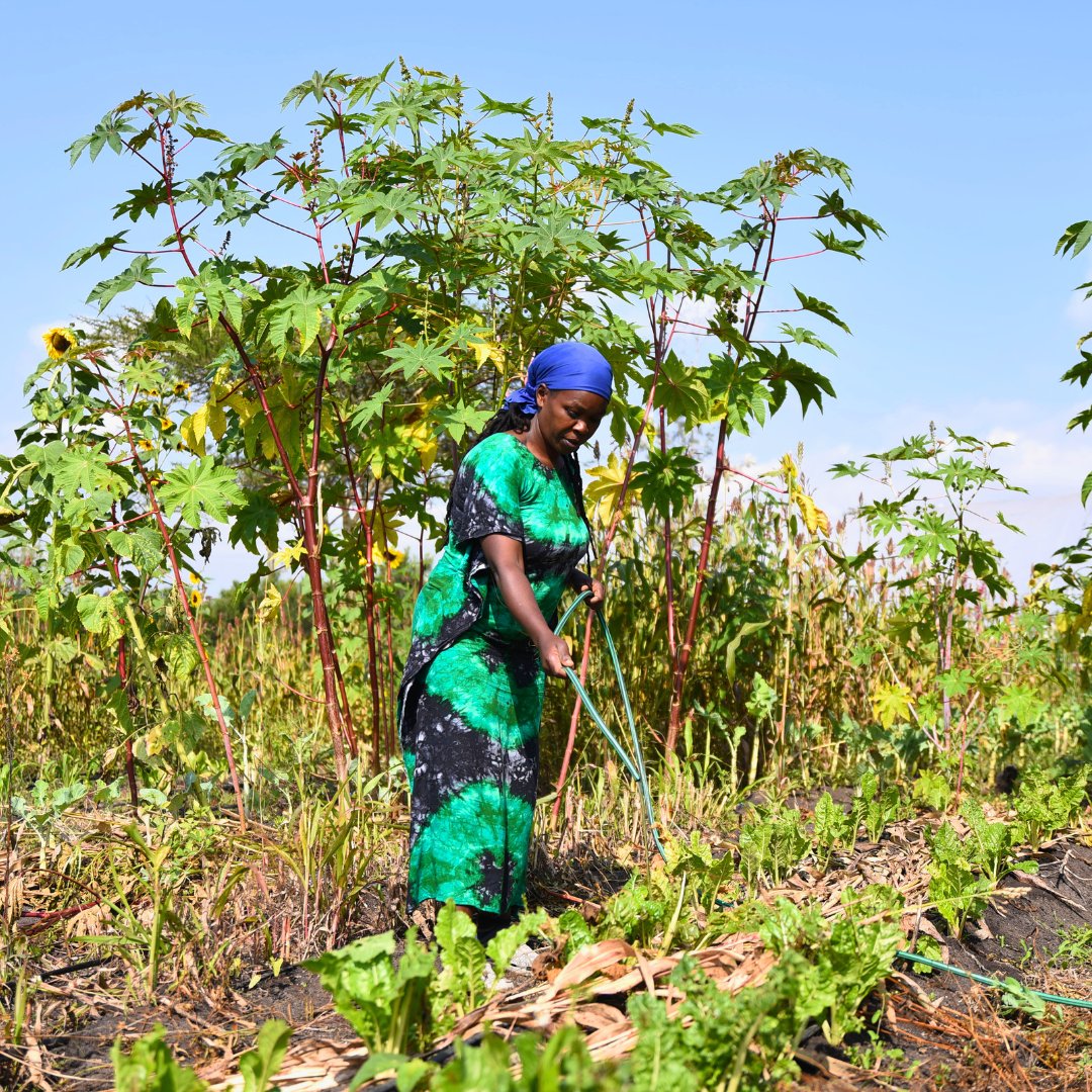 WithMyOwn2Hands's tweet photo. Exciting news! We’ve expanded our regenerative programming to Laikipia and Samburu Counties in Kenya. Already, we’re seeing trees stand tall and crop yields climb, providing nutritious food and new hope. 🌱 Every single hand involved is part of this life-giving impact. https://t.co/fwFMlXrGaf