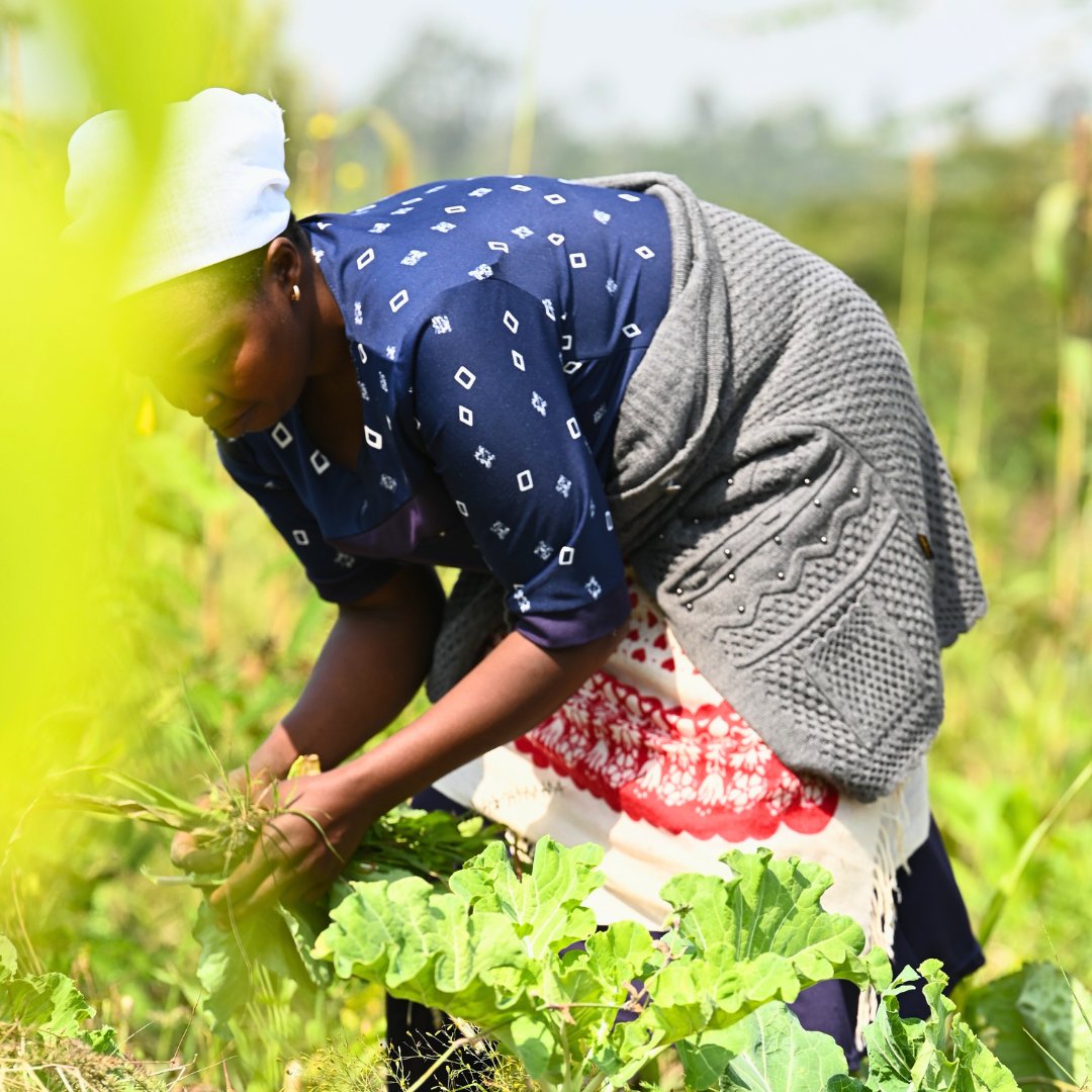 WithMyOwn2Hands's tweet photo. Exciting news! We’ve expanded our regenerative programming to Laikipia and Samburu Counties in Kenya. Already, we’re seeing trees stand tall and crop yields climb, providing nutritious food and new hope. 🌱 Every single hand involved is part of this life-giving impact. https://t.co/fwFMlXrGaf