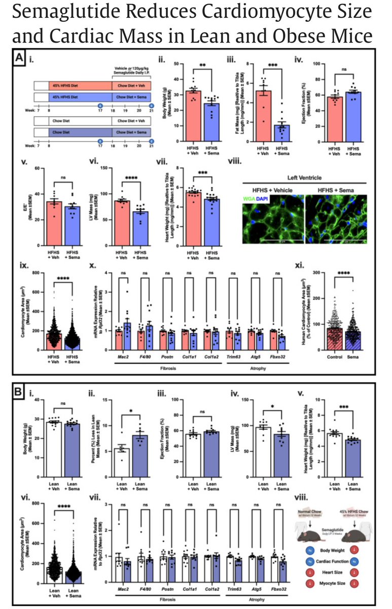 ► Ozempic shrinks the hearts of mice and shrinks human heart cells.

► The effect is separate from that induced by weight loss.

“Together these data indicate that the reduction in cardiac size induced by semaglutide occurs independent of weight loss.”

“While these findings