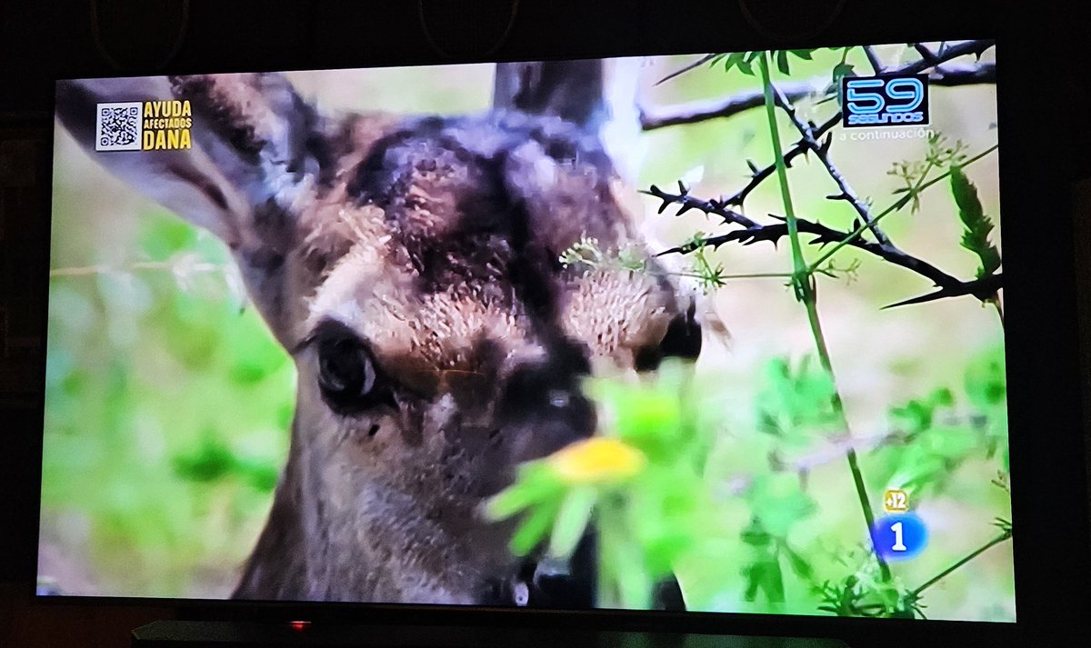 Gines9777's tweet photo. #LaRevuelta de @davidbroncano transmite en la recta final del programa de hoy vídeos de animales con música de fondo tras no haber podido contar con la entrevista programada a Jorge Martín ante las "presiones" de El Hormiguero https://t.co/uN7AvNiaFb
