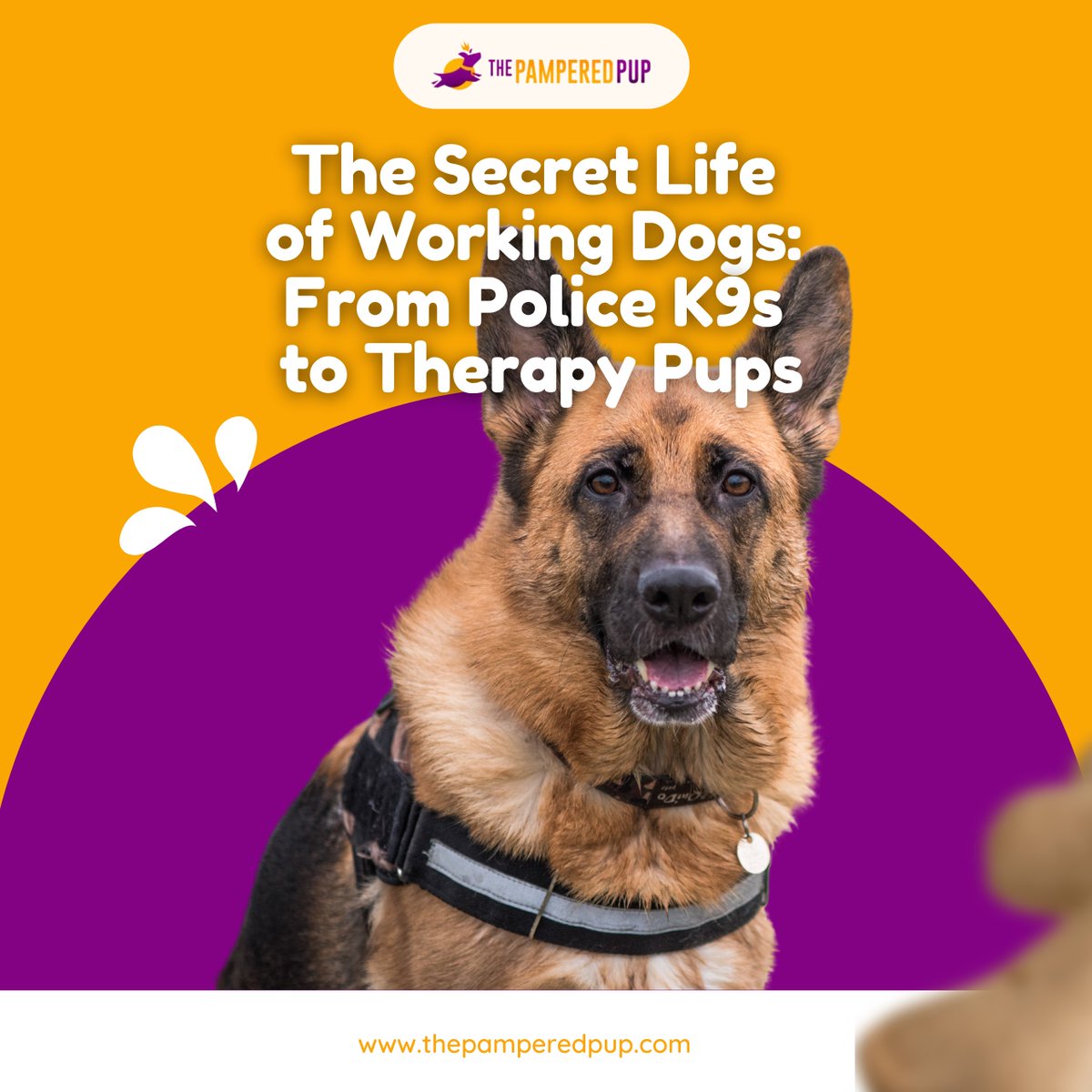 The Pampered Pup tweet media