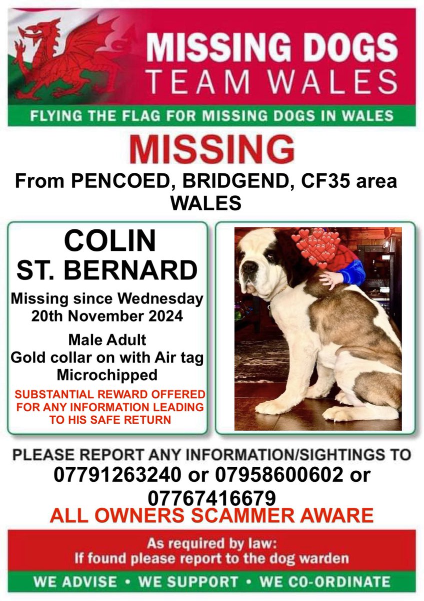missingdogwales's tweet image. ‼️COLIN IS MISSING #PENCOED #BRIDGEND, CF35 #WALES SINCE WED 20th NOV 24
💥SUBSTANTIAL REWARD OFFERED FOR ANY INFORMATION LEADING TO HIS SAFE RETURN💥
‼️PLEASE KEEP A LOOKOUT FOR HIM IN ALL SURROUNDING AREAS AND RING NUMBERS ON POSTER ASAP‼️